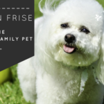 BICHON FRISE: FAMILY PET