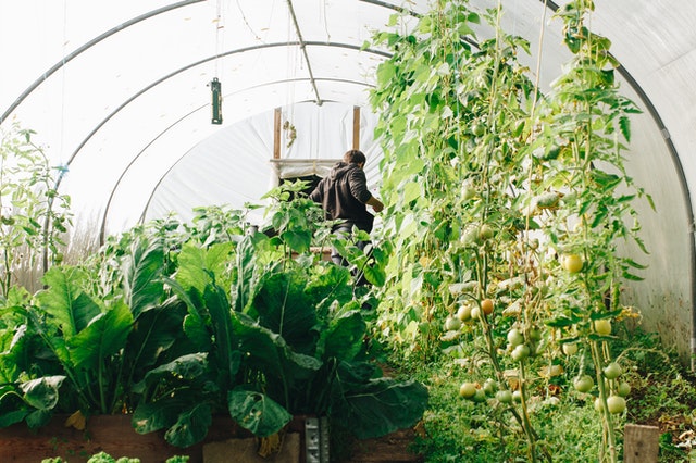 Backyard Greenhouse