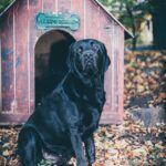 Outdoor dog houses