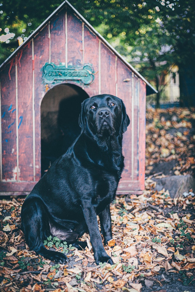 Outdoor dog houses