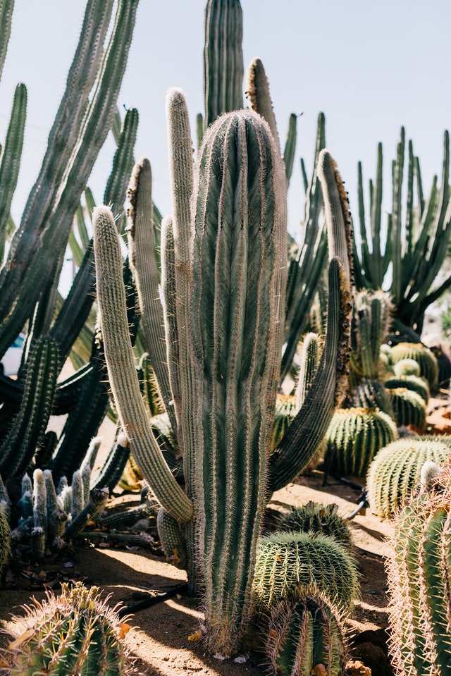 Thorny Shrubs