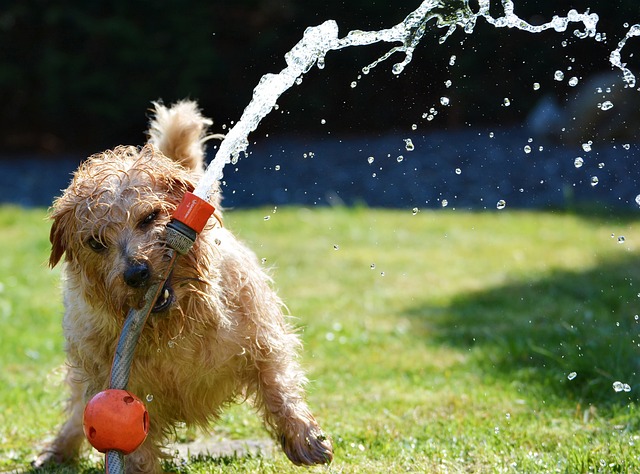 Proper Watering Techniques